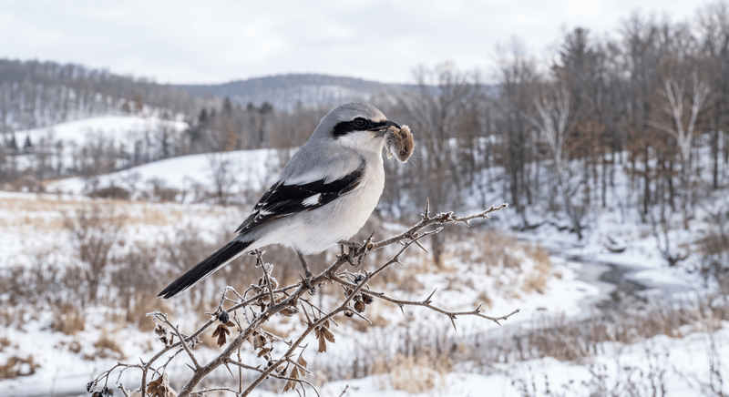Northern Shrike